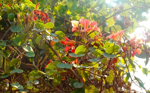 Pride-of-de-Kaap