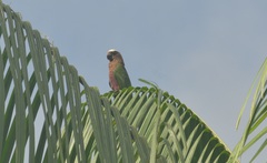 Deroptyus accipitrinus