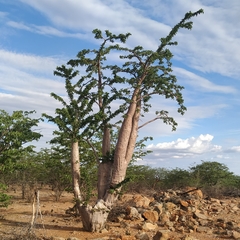 Pachypodium lealii