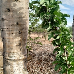 Pachypodium lealii