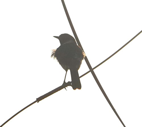 African Stonechat
