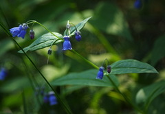 Mertensia paniculata paniculata