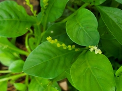 Microtea debilis