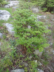 Rhododendron pilosum