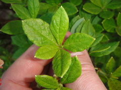 Rhododendron pilosum