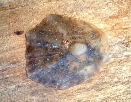 Patella caerulea
