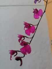 Comparettia falcata falcata