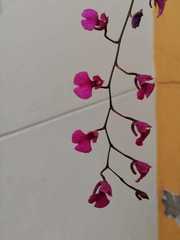 Comparettia falcata falcata