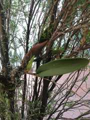 Comparettia falcata falcata