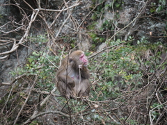 Macaca fuscata fuscata