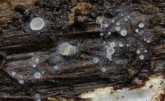 Arachnopeziza delicatula