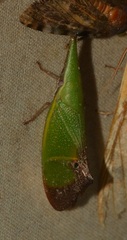Odontoptera carrenoi