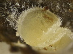 Arachnopeziza delicatula