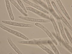 Arachnopeziza delicatula