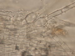 Arachnopeziza delicatula