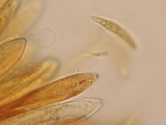 Arachnopeziza delicatula