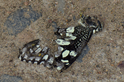 Lime Swallowtail