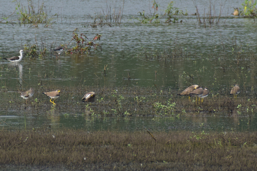 Yellow-wattled Lapwing