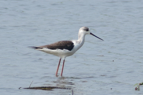Black-winged Stilt