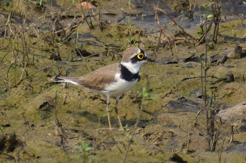 Little Ringed Plover