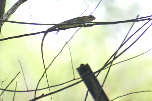 Indian Garden Lizard