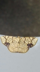 Nematocampa