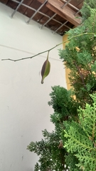 Comparettia falcata falcata