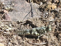 Trimerotropis saxatilis