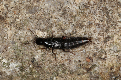 Staph beetle