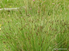Juncus conglomeratus
