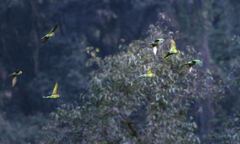 Psittacara mitratus tucumanus