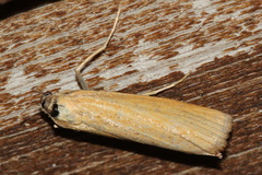 Pediasia luteella