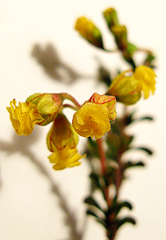 Hermannia alnifolia