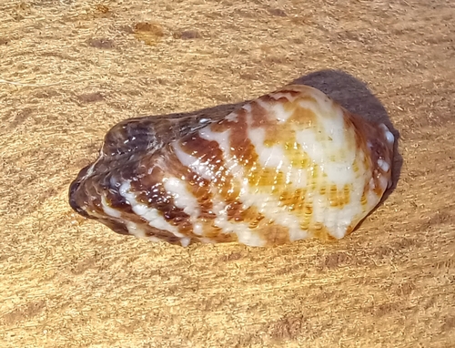 Arca noae