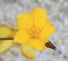Linum thunbergii