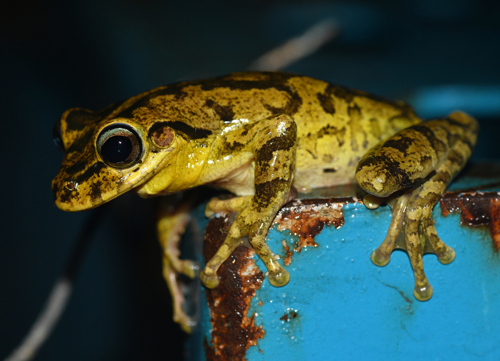 North Caribbean Treefrogs