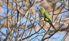 Thectocercus acuticaudatus