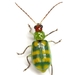 Banded Cucumber Beetle - Photo (c) Mike Quinn, Austin, TX, some rights reserved (CC BY-NC), uploaded by Mike Quinn, Austin, TX