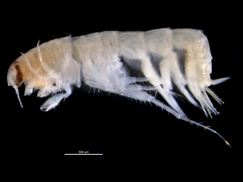 Megaluropus agilis