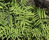 Coral Fern - Photo (c) Charles Stirton, some rights reserved (CC BY-SA), uploaded by Charles Stirton
