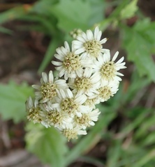 Microglossa mespilifolia