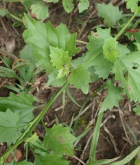 Microglossa mespilifolia