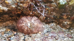 Aulactinia verrucosa