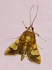 Ulopeza idyalis