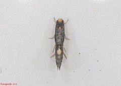 Monopis spilotella
