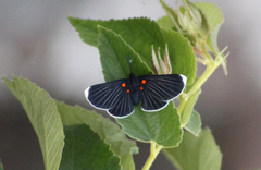 Melanis acroleuca acroleuca