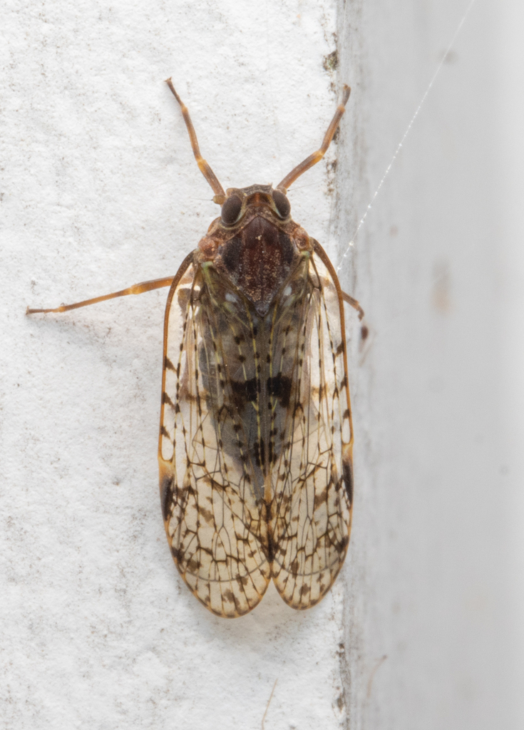 Maxentius Insect Macrocixius from 海南省陵水黎族自治县吊罗山 on April 23, 2025 at 12:45 AM by Simba ...