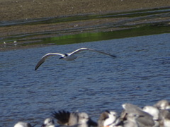 Thalasseus sandvicensis