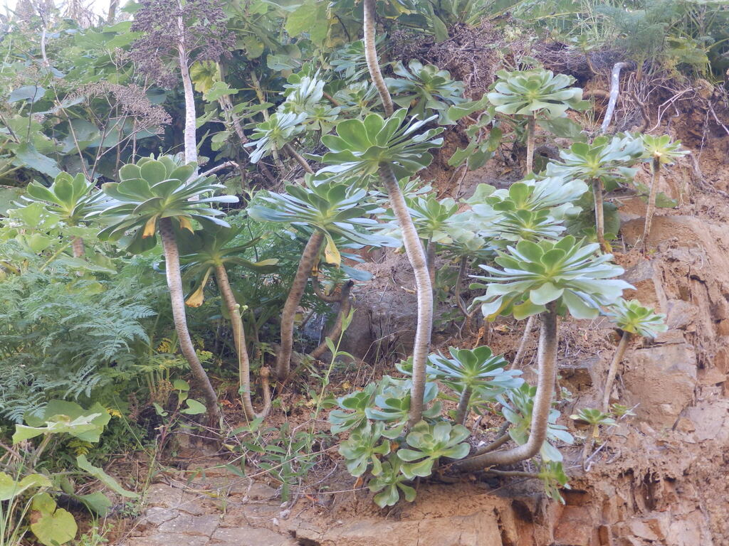 Aeonium undulatum, Las Palmas, Spain