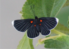 Melanis acroleuca acroleuca